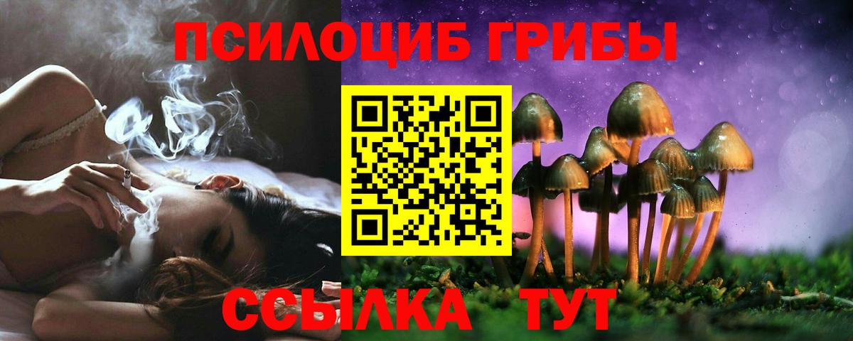 Псилоцибиновые грибы Psilocybe Губкинский
